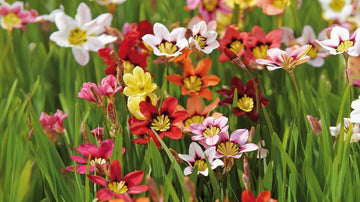 Harlekinblommor - Blanda Frön