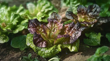 Hjärtsallad frö - Blanda Frön