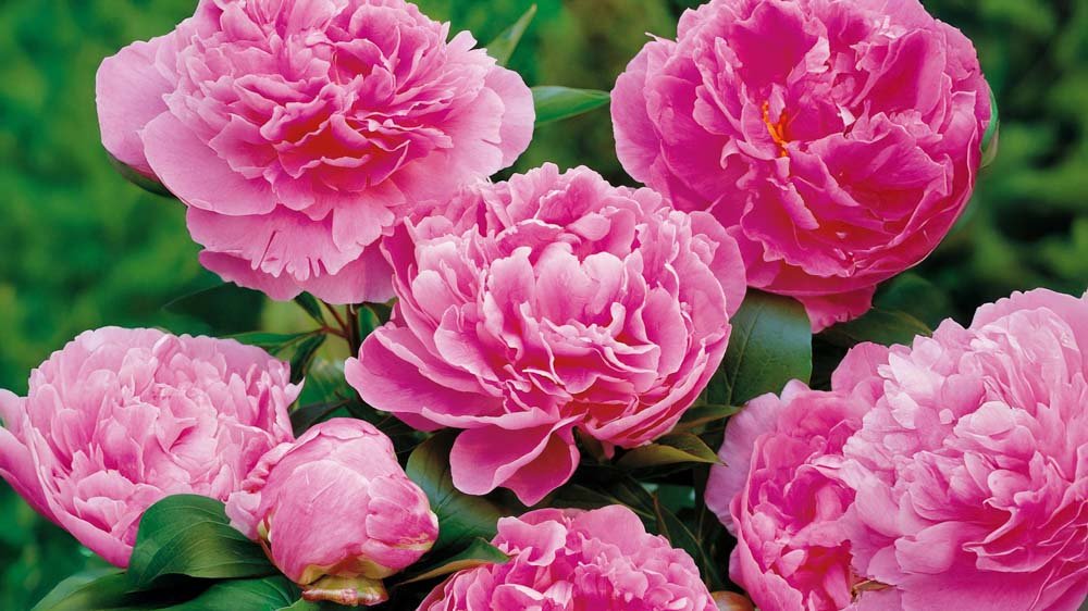 Höga perenner - Blanda Frön