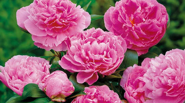 Höga perenner - Blanda Frön