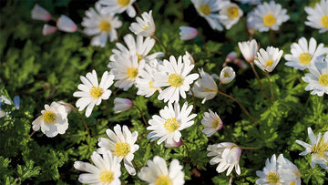 Höstanemoner - Blanda Frön