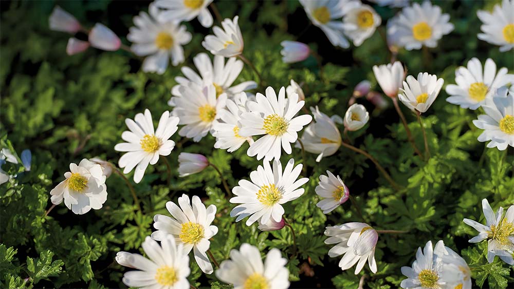 Höstanemoner - Blanda Frön