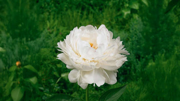 Höstblommande perenner - Blanda Frön