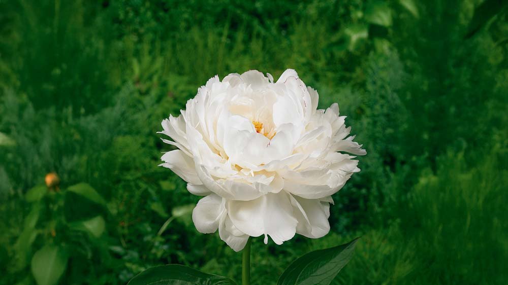 Höstblommande perenner - Blanda Frön