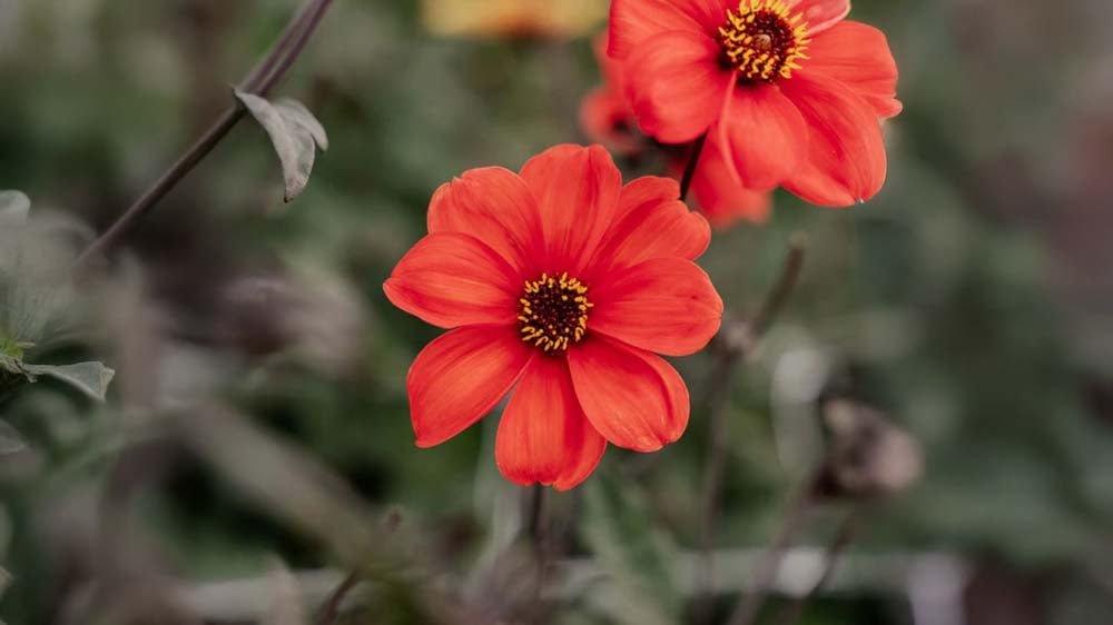 Höstblommor - Blanda Frön