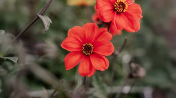 Höstblommor - Blanda Frön