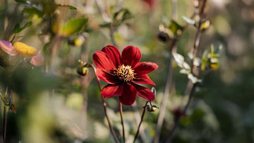 Höstblommor i kruka - Blanda Frön
