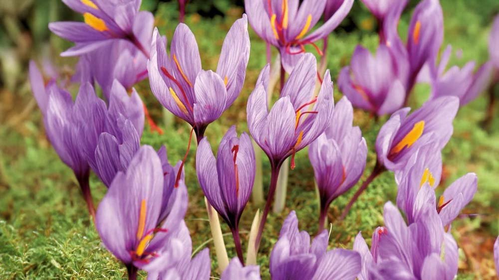 Höstlökar - Blanda Frön