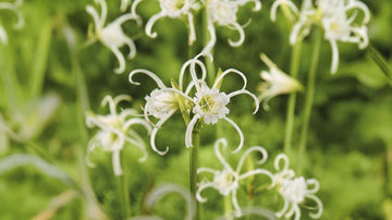 Kejsarinneliljor - Blanda Frön