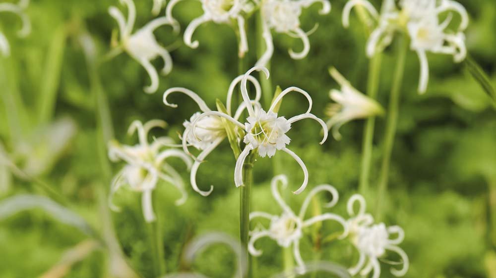 Kejsarinneliljor - Blanda Frön