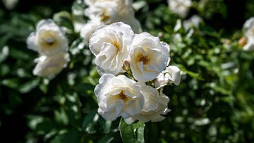 Klätterrosor - Blanda Frön