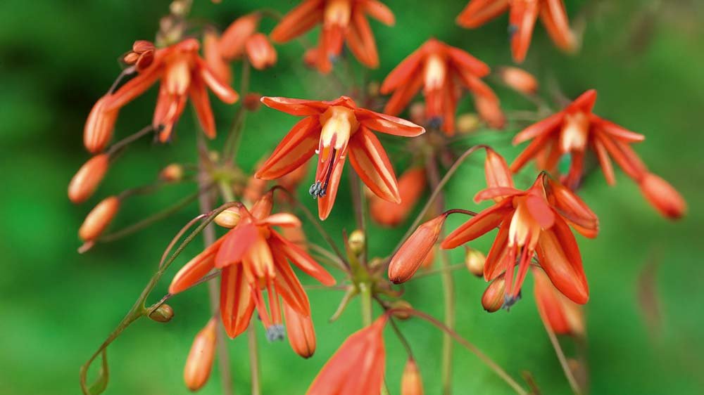 Koralldroppar - Blanda Frön