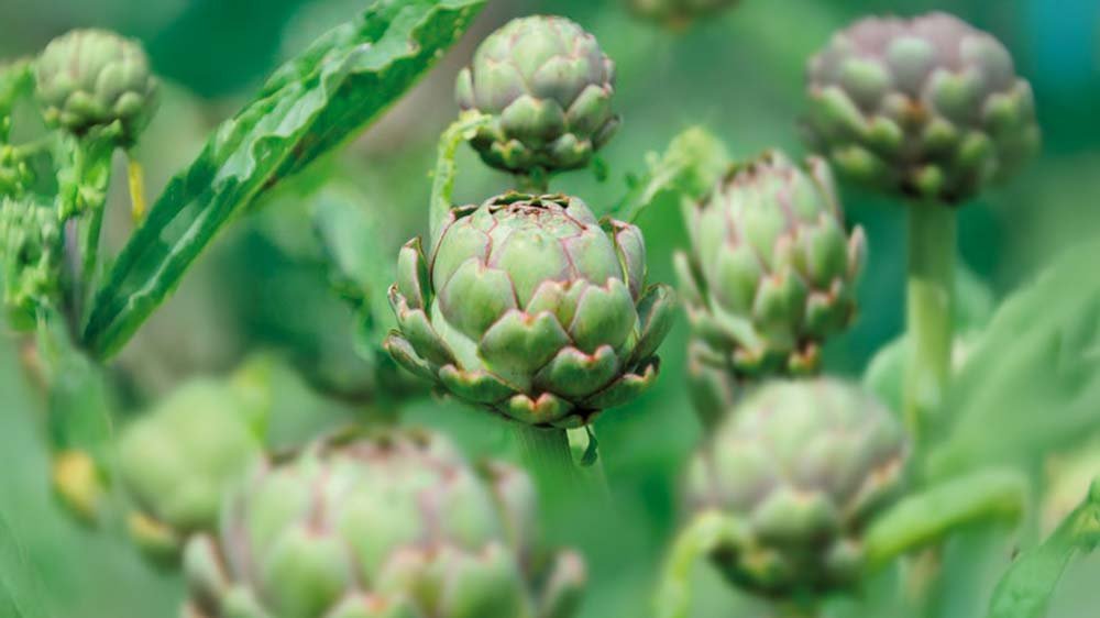 Kronärtskocka - Blanda Frön