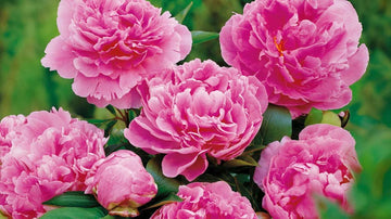 Låga perenner - Blanda Frön