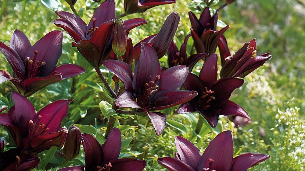 Lila liljor - Blanda Frön