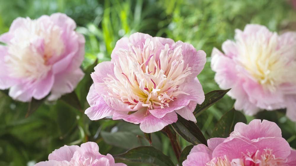 Lila perenner - Blanda Frön