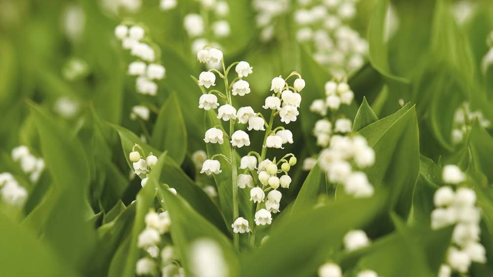 Liljekonvaljer - Blanda Frön