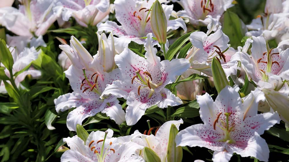 Liljor - Blanda Frön