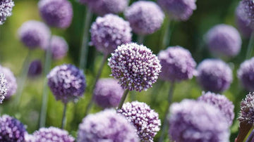 Lökväxter - Blanda Frön