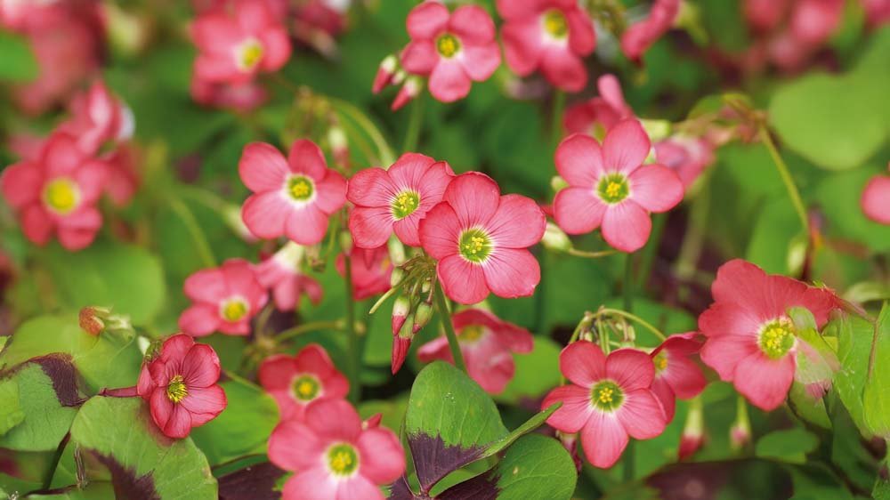 Lyckoklöver - Blanda Frön