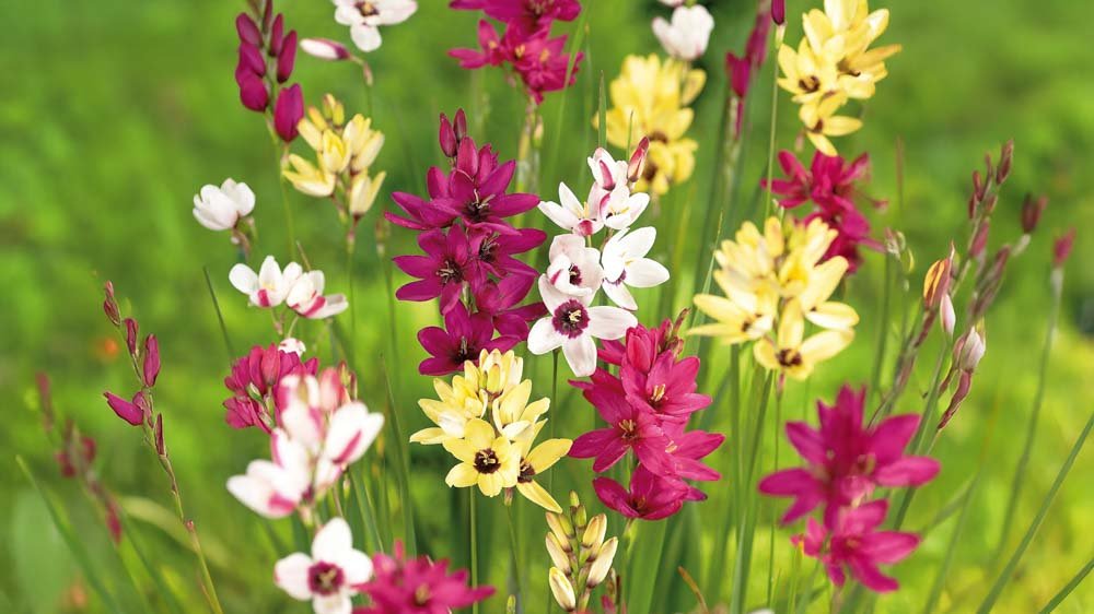 Majsliljor - Blanda Frön