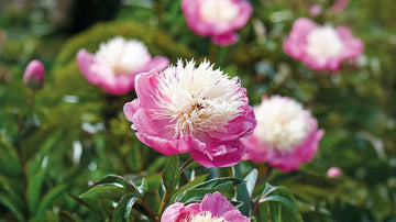 Marktäckande perenner - Blanda Frön