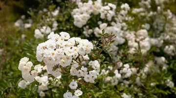 Marktäckande rosor - Blanda Frön