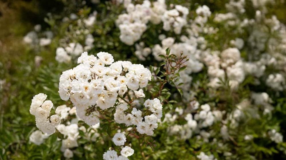 Marktäckande rosor - Blanda Frön