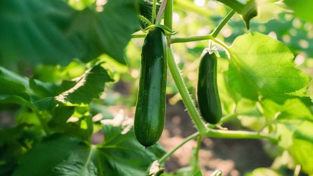 Minigurka frö - Blanda Frön