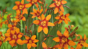 Montbretia - Blanda Frön