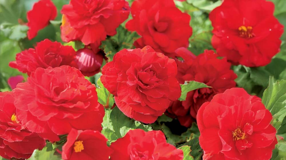 Orange begonia - Blanda Frön