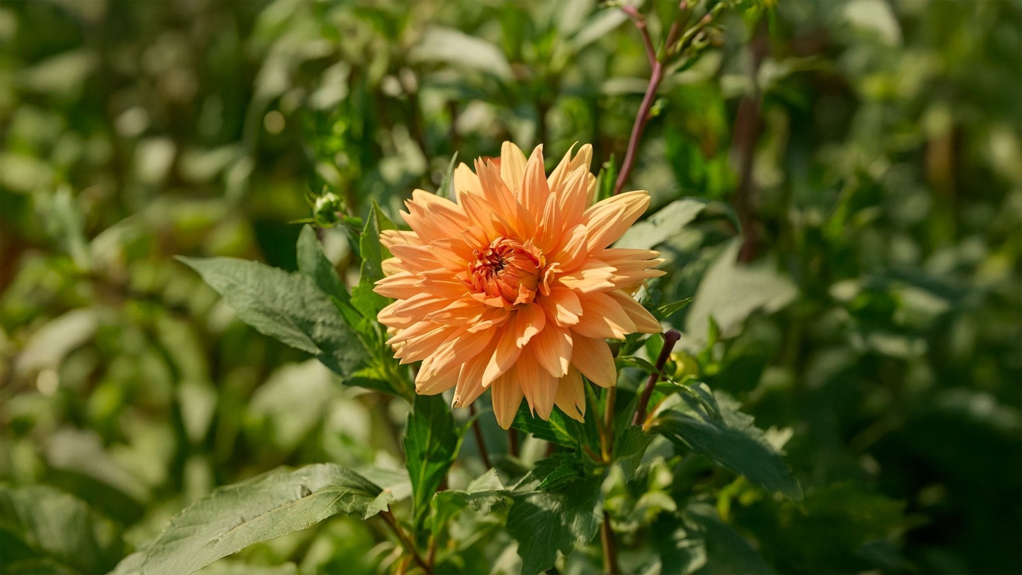 Orange dahlia - Blanda Frön