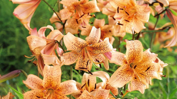 Orange liljor - Blanda Frön