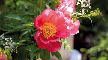 Orange perenner - Blanda Frön