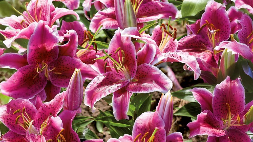 Orientaliska liljor - Blanda Frön