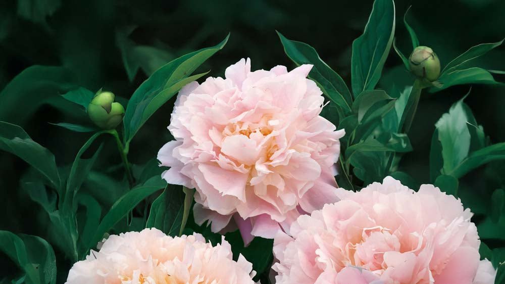 Perenner - Blanda Frön