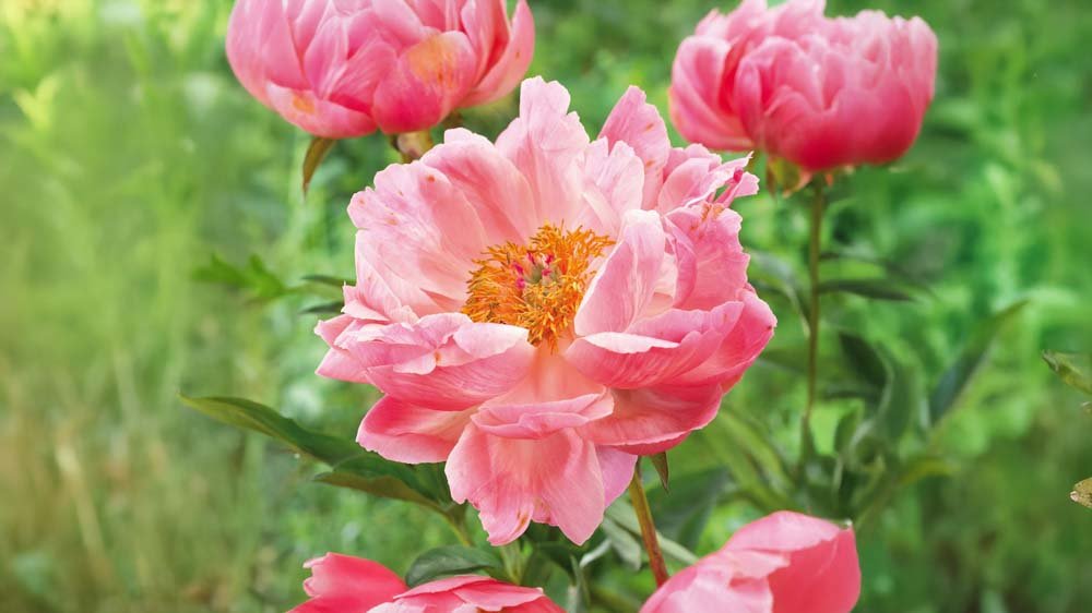 Perenner för skugga - Blanda Frön