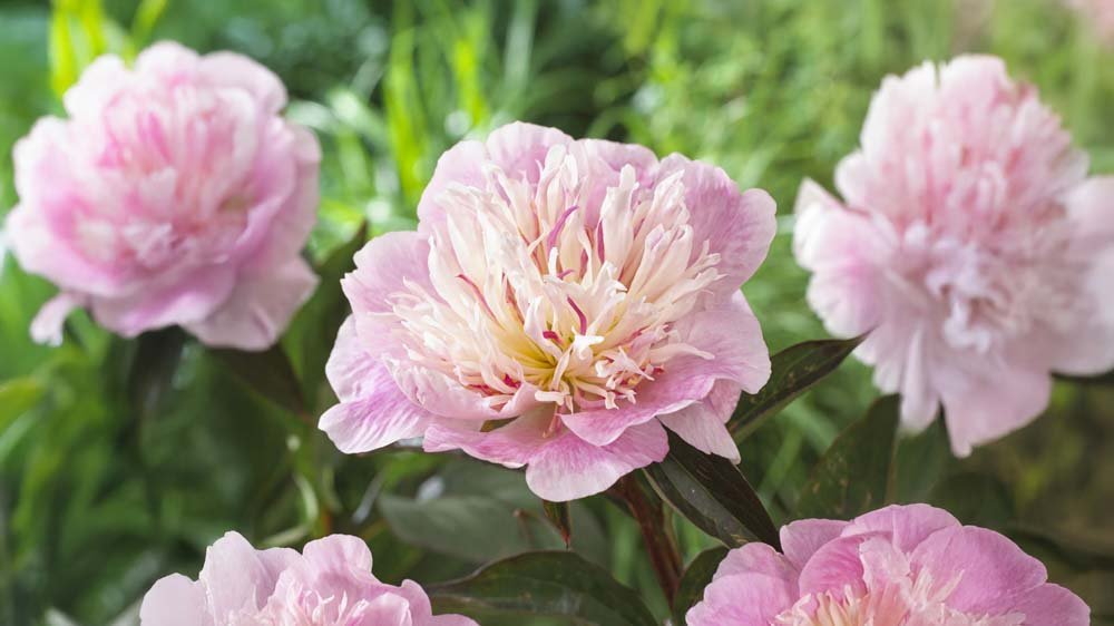 Perenner för soligt läge - Blanda Frön