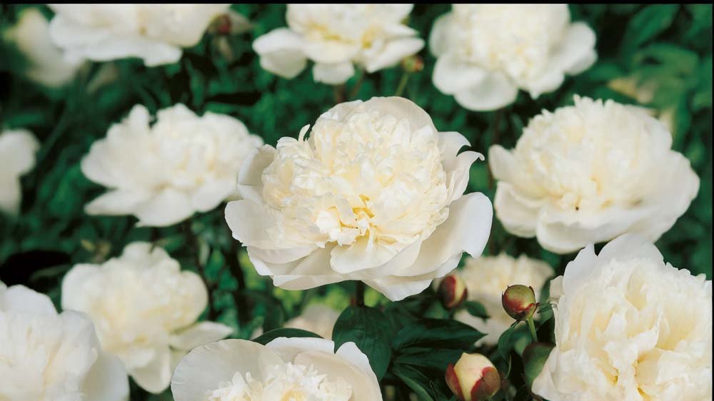 Perenner i krukor - Blanda Frön