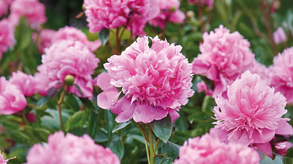 Pioner - Blanda Frön