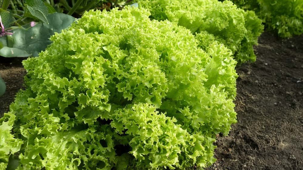 Plocksallad frö - Blanda Frön