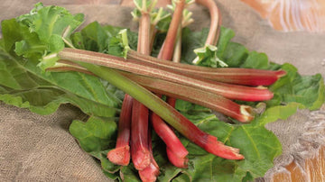 Rabarber - Blanda Frön