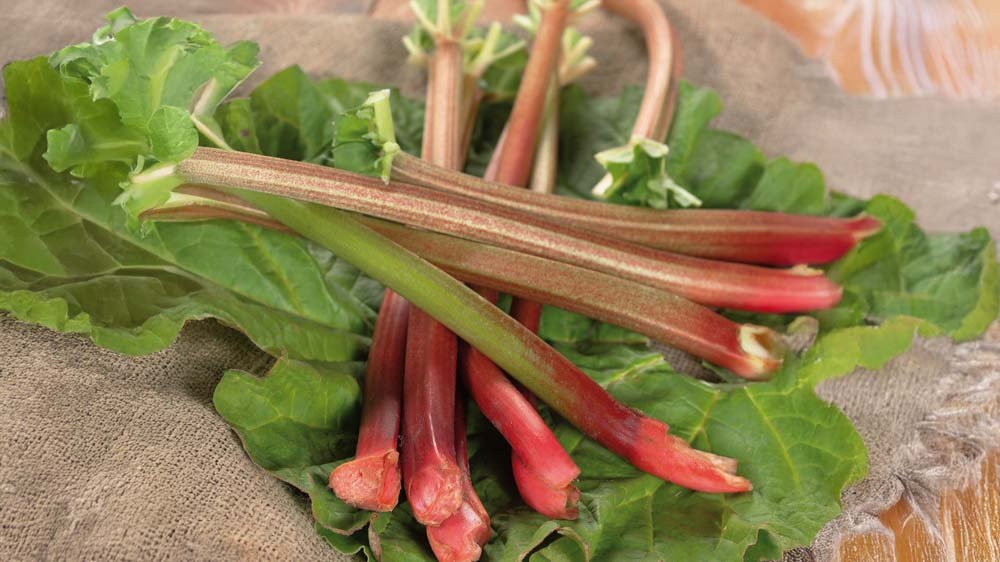 Rabarber - Blanda Frön