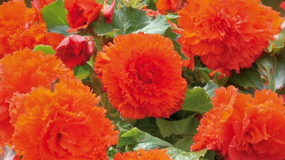 Röda begonia - Blanda Frön