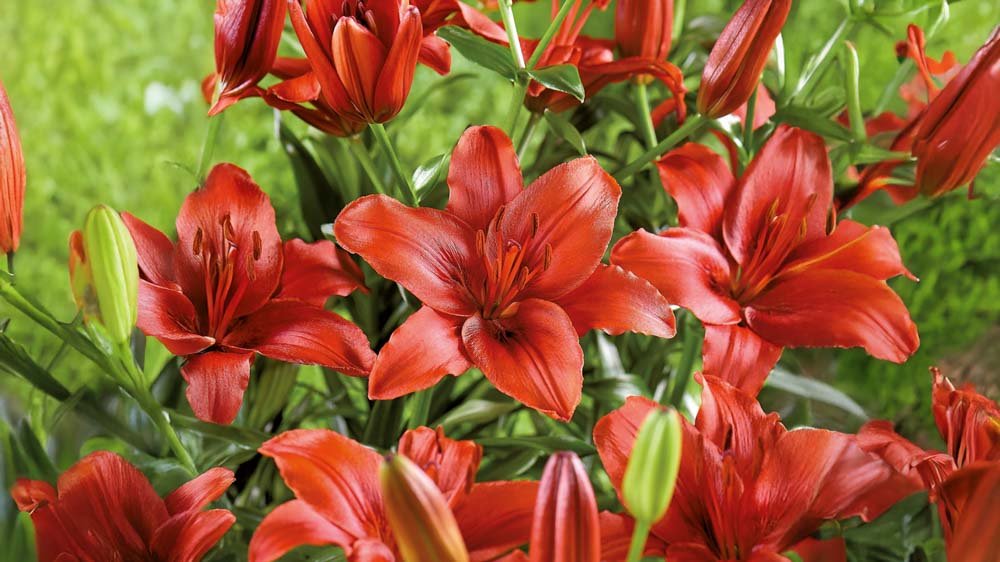 Röda liljor - Blanda Frön