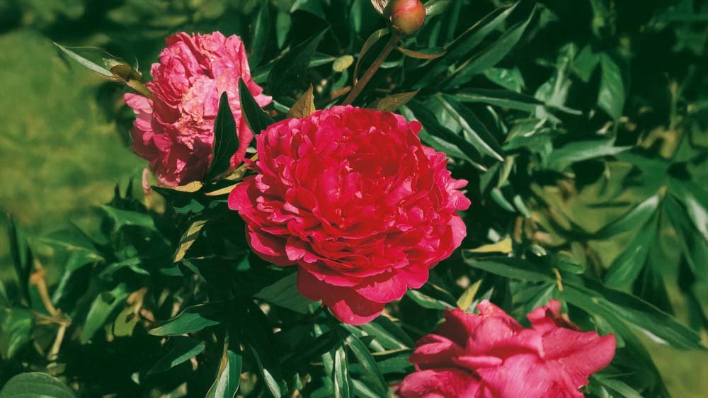 Röda perenner - Blanda Frön