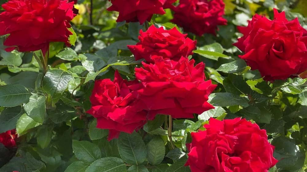 Röda rosor - Blanda Frön