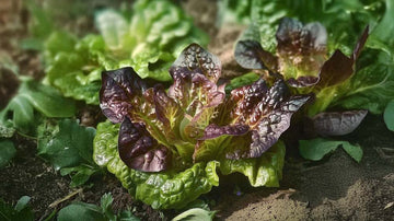 Romansallad frö - Blanda Frön