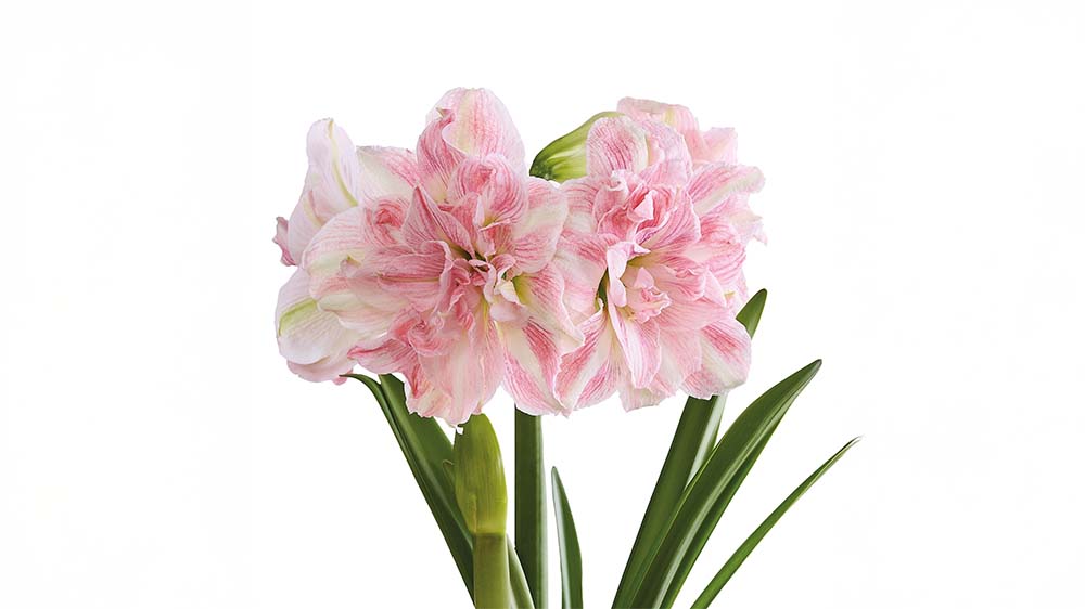 Rosa amaryllis - Blanda Frön