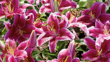 Rosa liljor - Blanda Frön